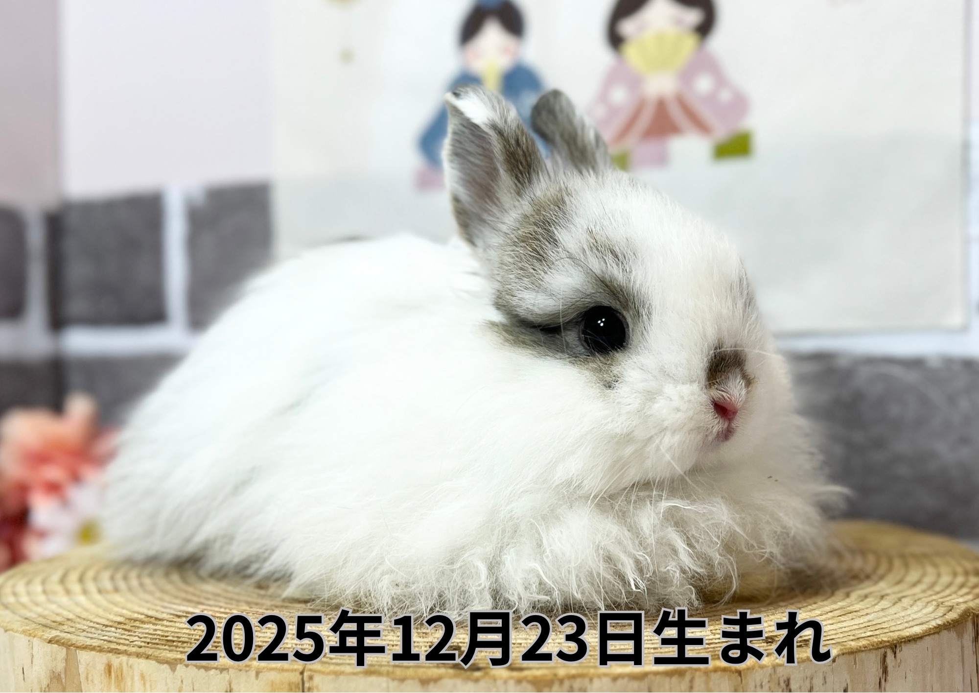 札幌 うさぎ専門店 | モンラパン（mon Lapin）